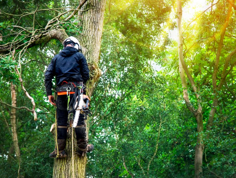 arborist-zdravy-zivot-stromov